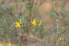 Chamaecytisus