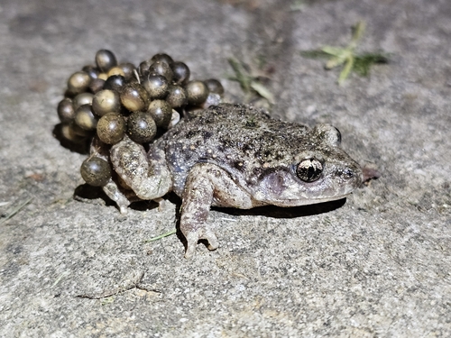 Common Midwife Toad