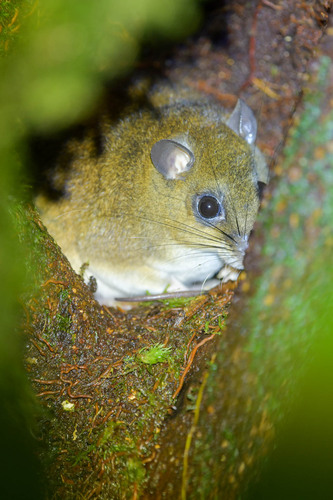 Paramelomys platyops observed 2024-05-31