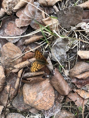 Boloria freija