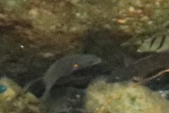 Stethojulis balteata
