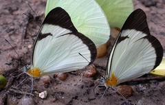 Melete leucadia