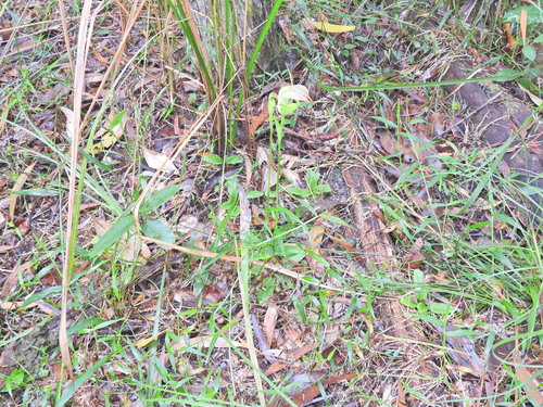 Image of Pterostylis baptistii by (c) Scott W. Gavins, some rights reserved (CC BY)