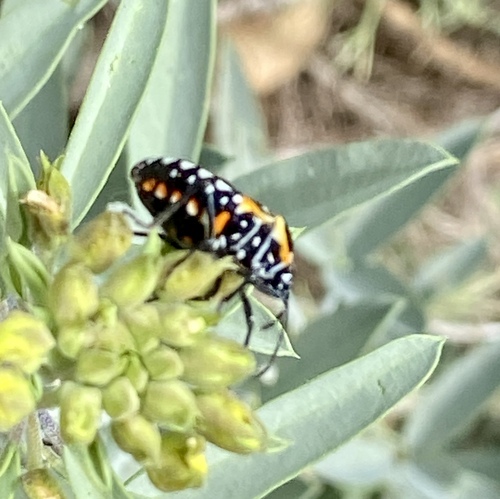 iNaturalist observation photo of Harlequin Bug