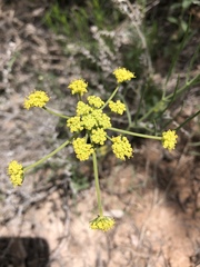Lomatium triternatum