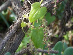 Dioscorea besseriana