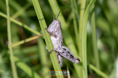 Aeoloplides fuscipes