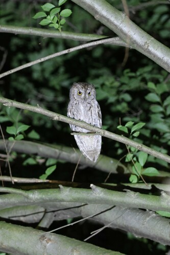 Autillo europeo (Otus scops)