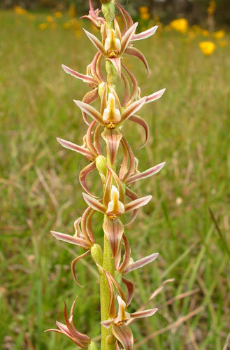 Tarengo leek orchid (Prasophyllum petilum)