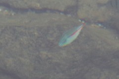 Stethojulis balteata