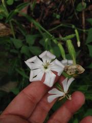 Behenantha