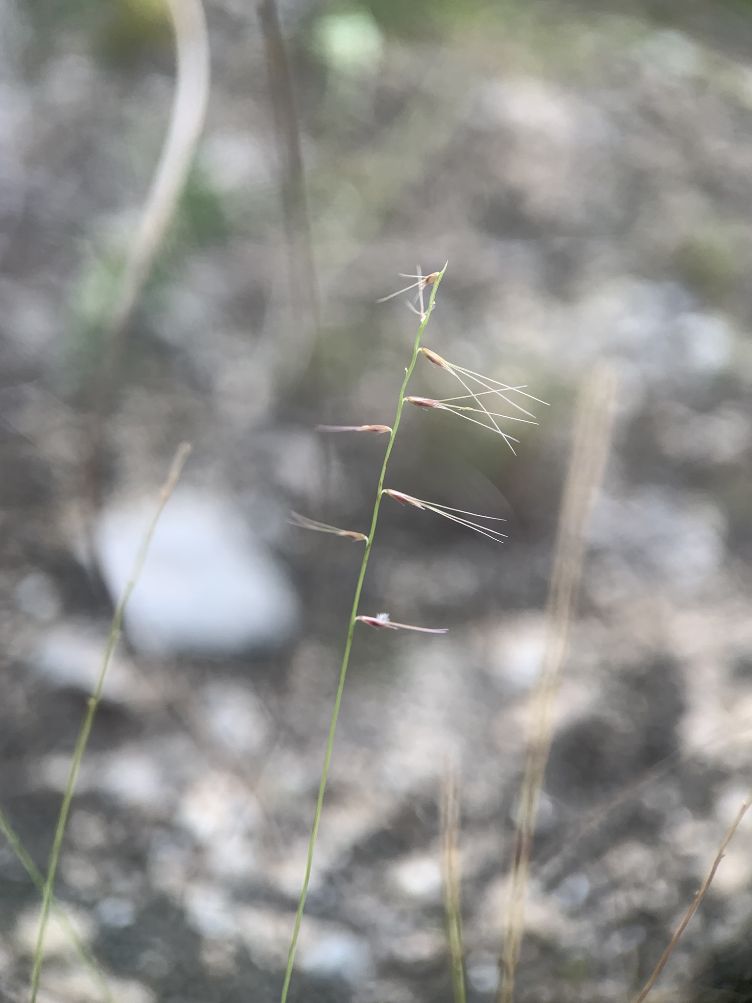 Bouteloua juncea