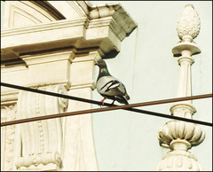 Columba livia domestica