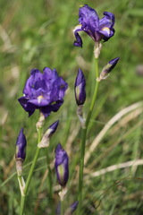 Iris pallida illyrica