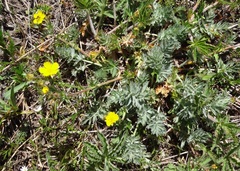 Potentilla breweri