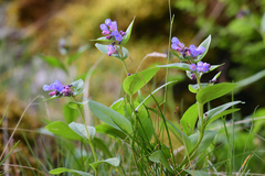 Mertensia oblongifolia