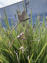 Iris foetidissima