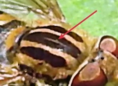 Parhelophilus laetus