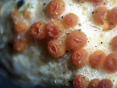 Byssonectria terrestris