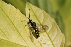 Argogorytes mystaceus