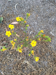 Deinandra fasciculata