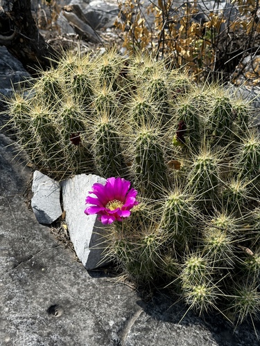 Echinocereus viereckii