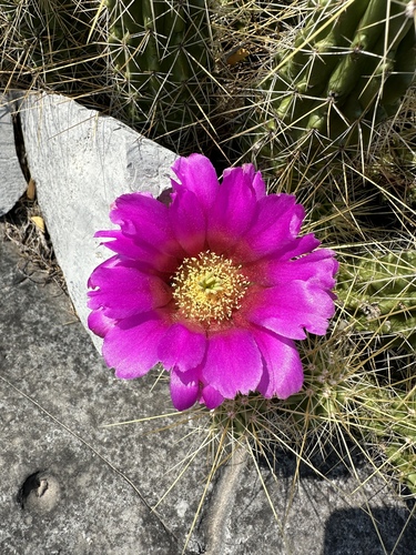 Echinocereus viereckii