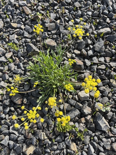 Lomatium pastorale