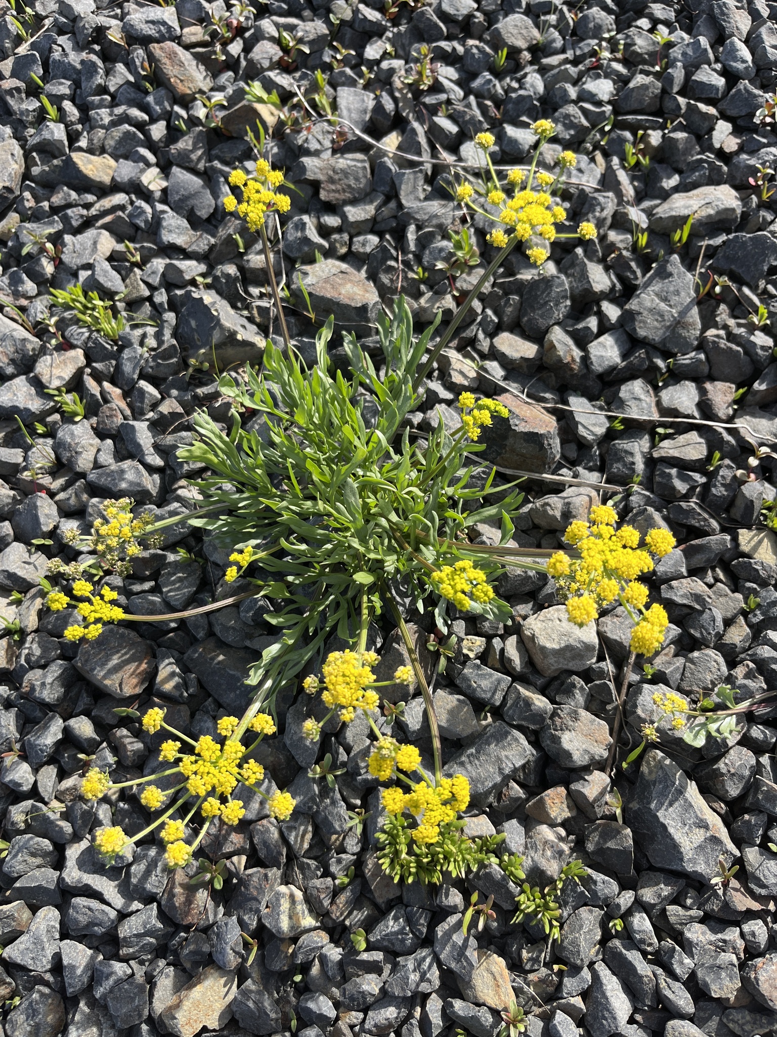 Lomatium pastorale