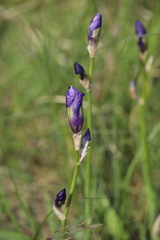 Iris pallida illyrica