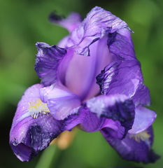 Iris pallida illyrica