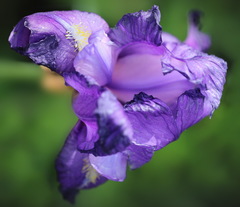 Iris pallida illyrica