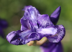 Iris pallida illyrica