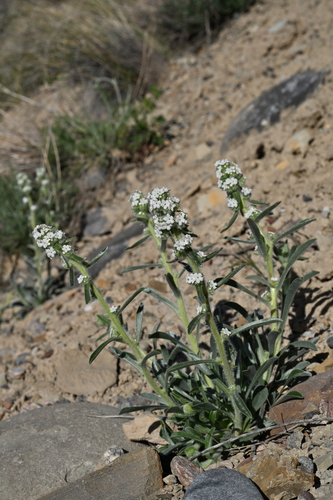 silky cryptantha (Cryptantha sericea)