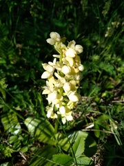 Orchis pallens