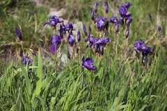 Iris pallida illyrica