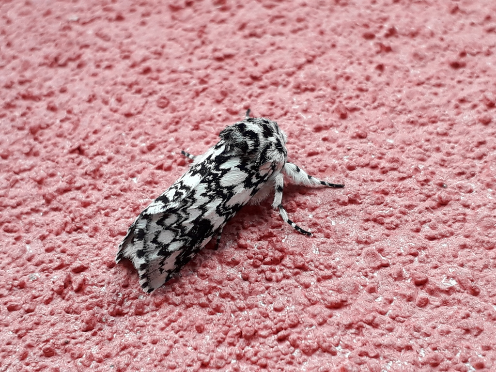 Tecmessa annulipes