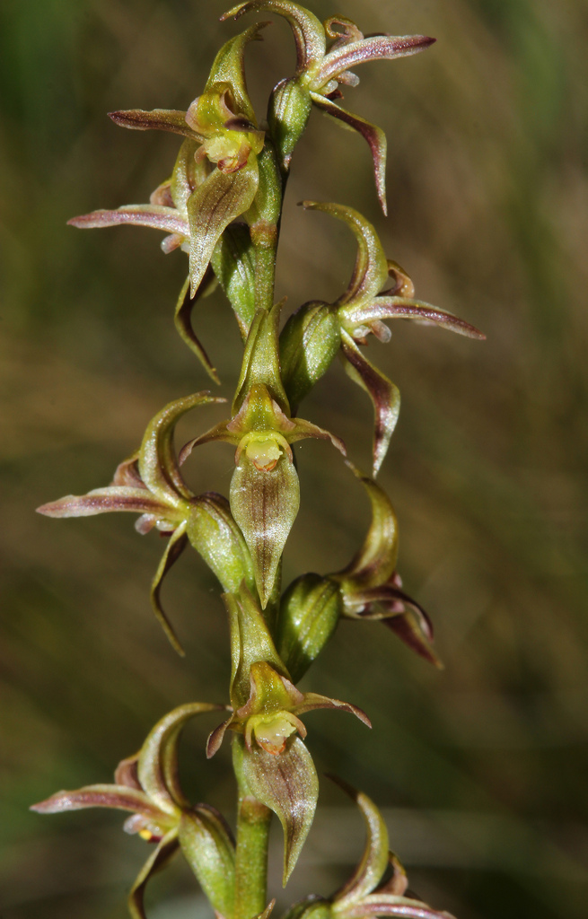 Prasophyllum sphacelatum