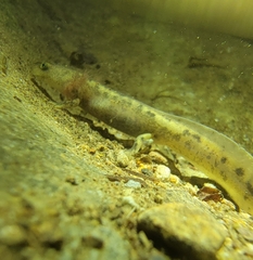Tsinpa Salamander photo 1