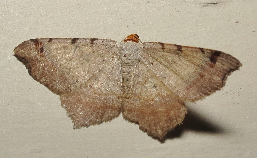 Bicolored Angle