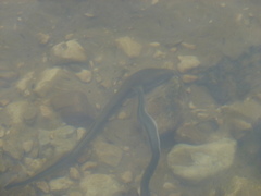 Lampetra planeri