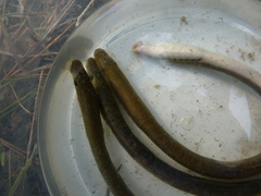 Lampetra planeri
