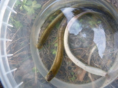 Lampetra planeri