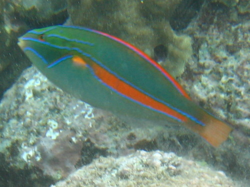 Belted Wrasse