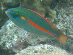 Belted Wrasse photo 4