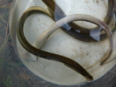 Lampetra planeri