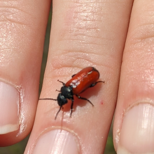 iNaturalist observation photo of Stansbury's Blister Beetle