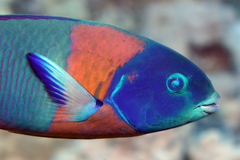 Saddle Wrasse photo 5