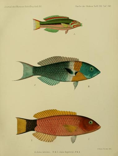 Saddle Wrasse