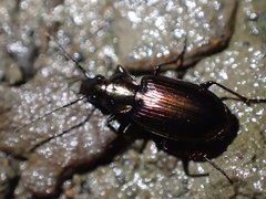 Agonum muelleri